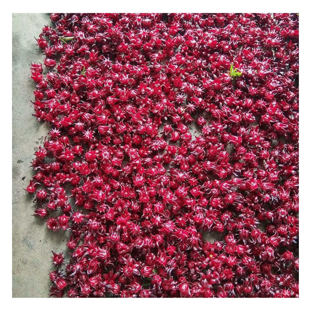 Raccolta fiori di ibisco freschi