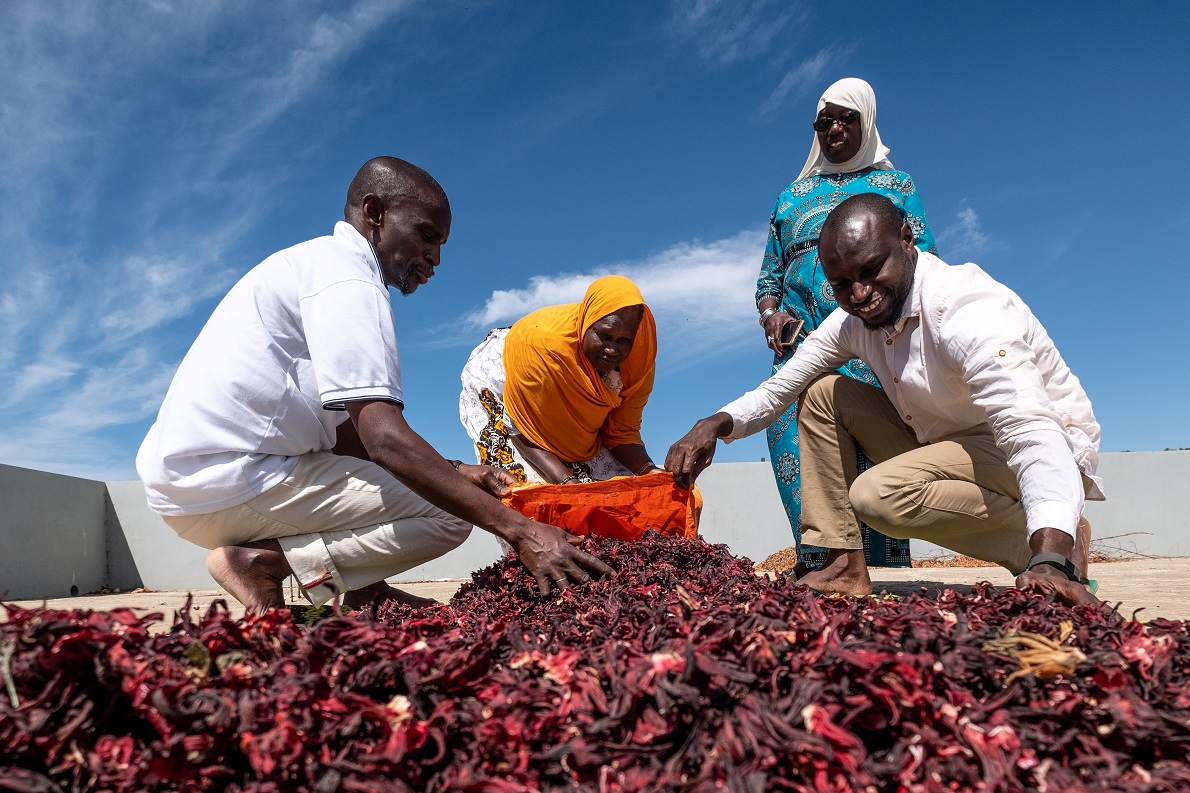 Produttori selezionano fiori di ibisco essiccati