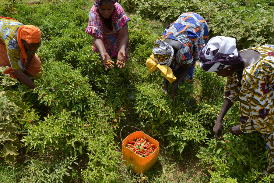 Donne della cooperativa raccolgono fiori di ibisco
